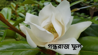 গন্ধরাজ ফুল