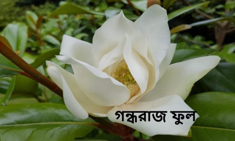 গন্ধরাজ ফুল