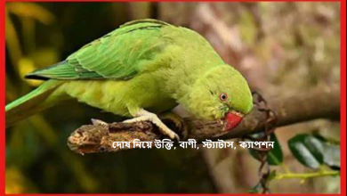 দোষ নিয়ে উক্তি, বাণী, স্ট্যাটাস, ক্যাপশন