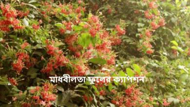 মাধবীলতা ফুলের ক্যাপশন