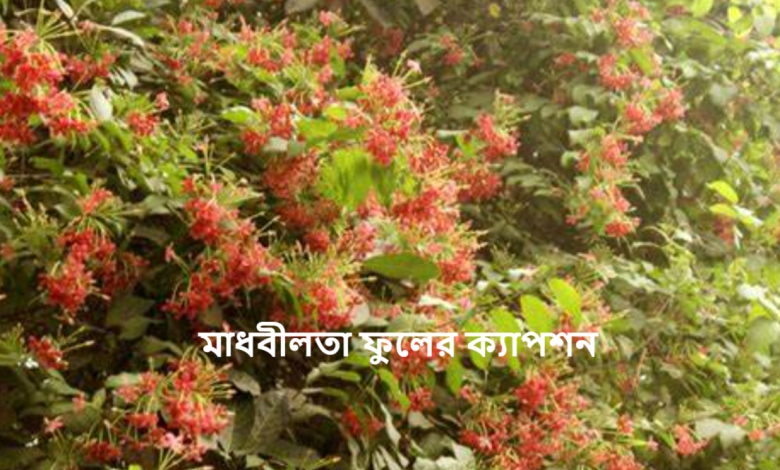 মাধবীলতা ফুলের ক্যাপশন