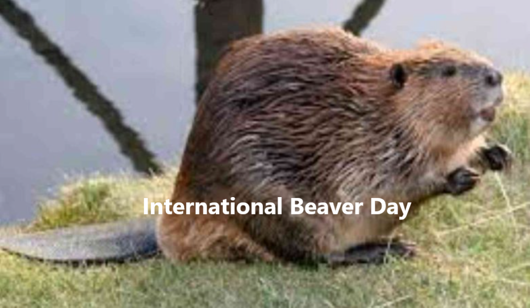 International Beaver Day